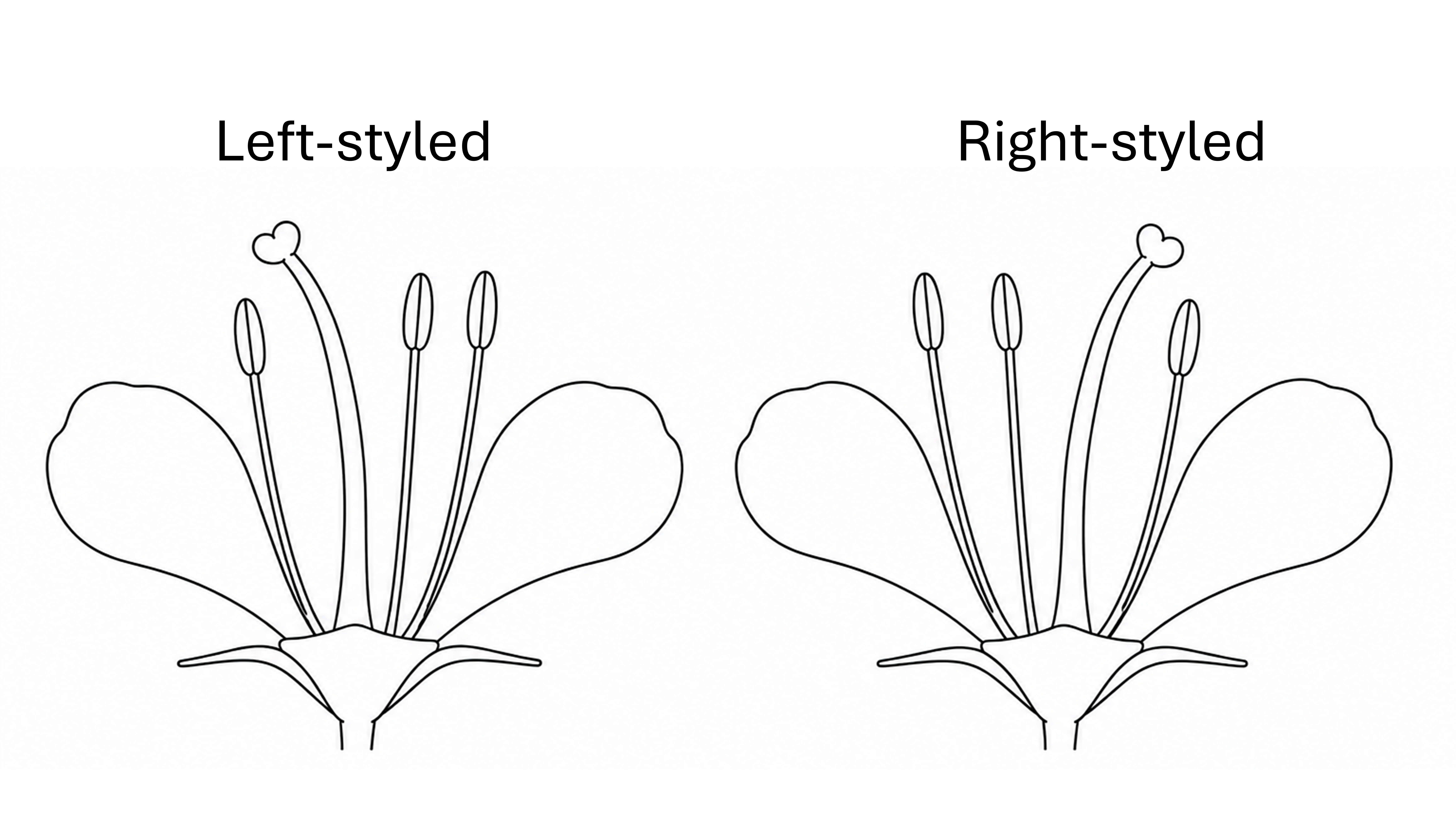 illustration of enantiostylous flowers with the style decflected to the left or right