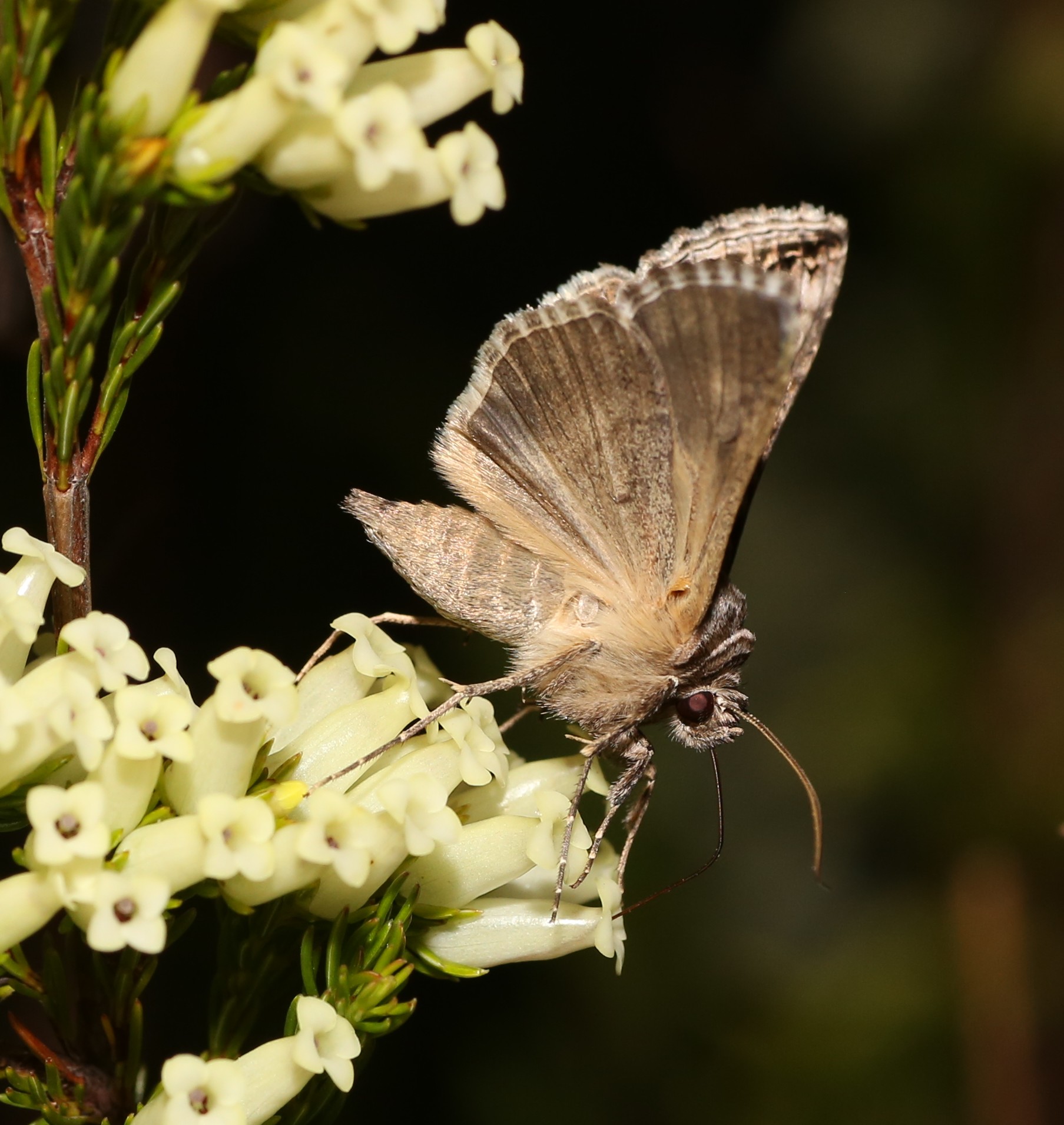photograph of a moth dringing nectar from white *Erica daphniflora* flowers