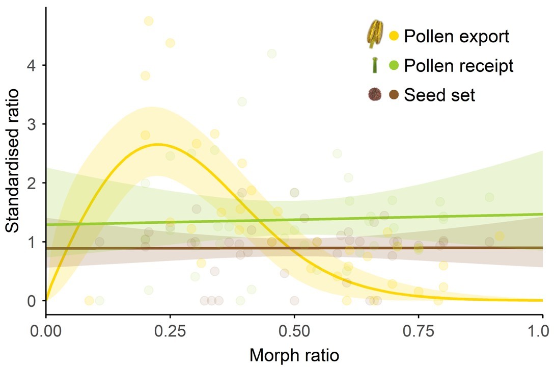 Plot illustrating higher pollen export in the rare morph, but no effect of morph frequency on pollen receipt or seed set