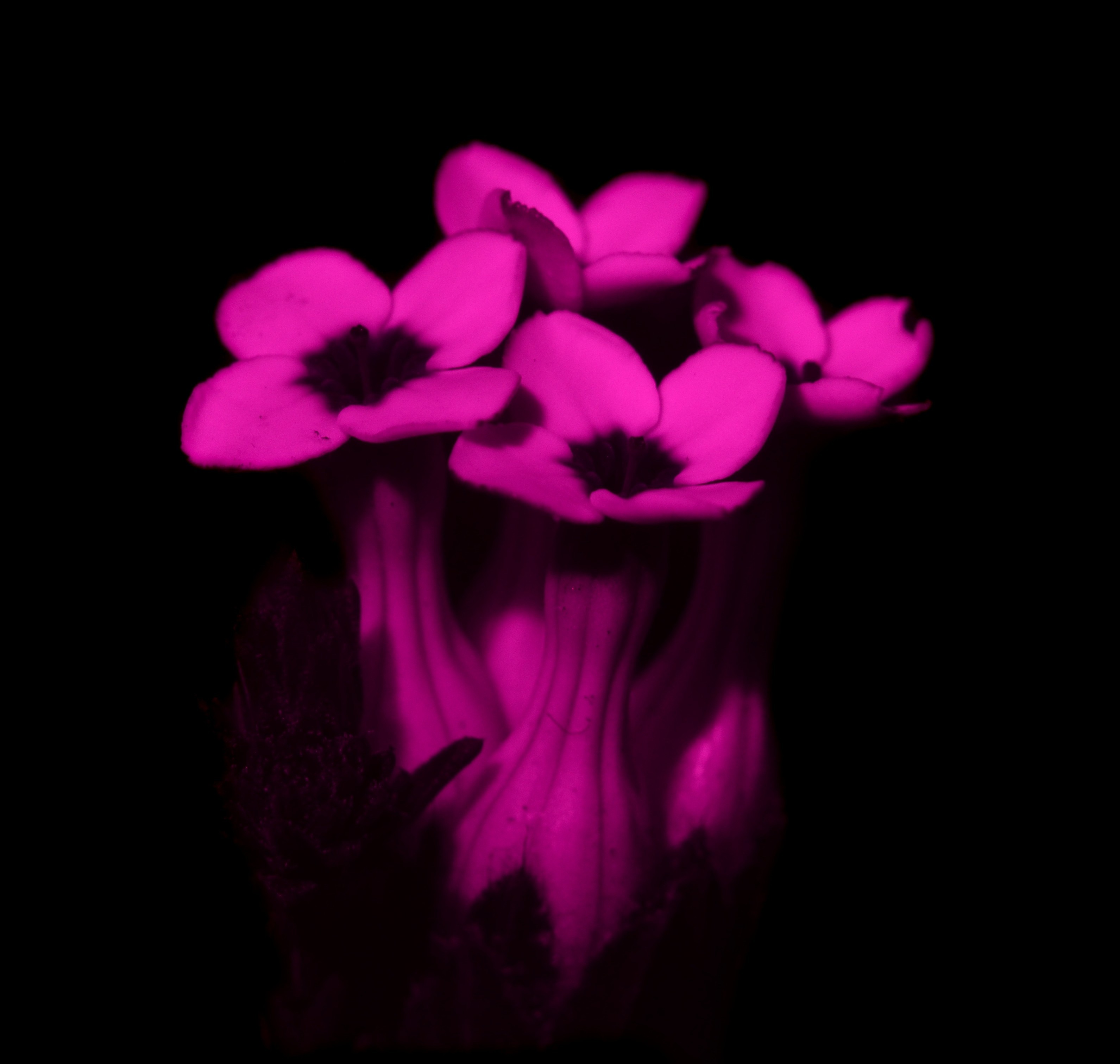 Ultraviolet photograph of *Erica ampullacea* flowers revealing strong UV reflectance