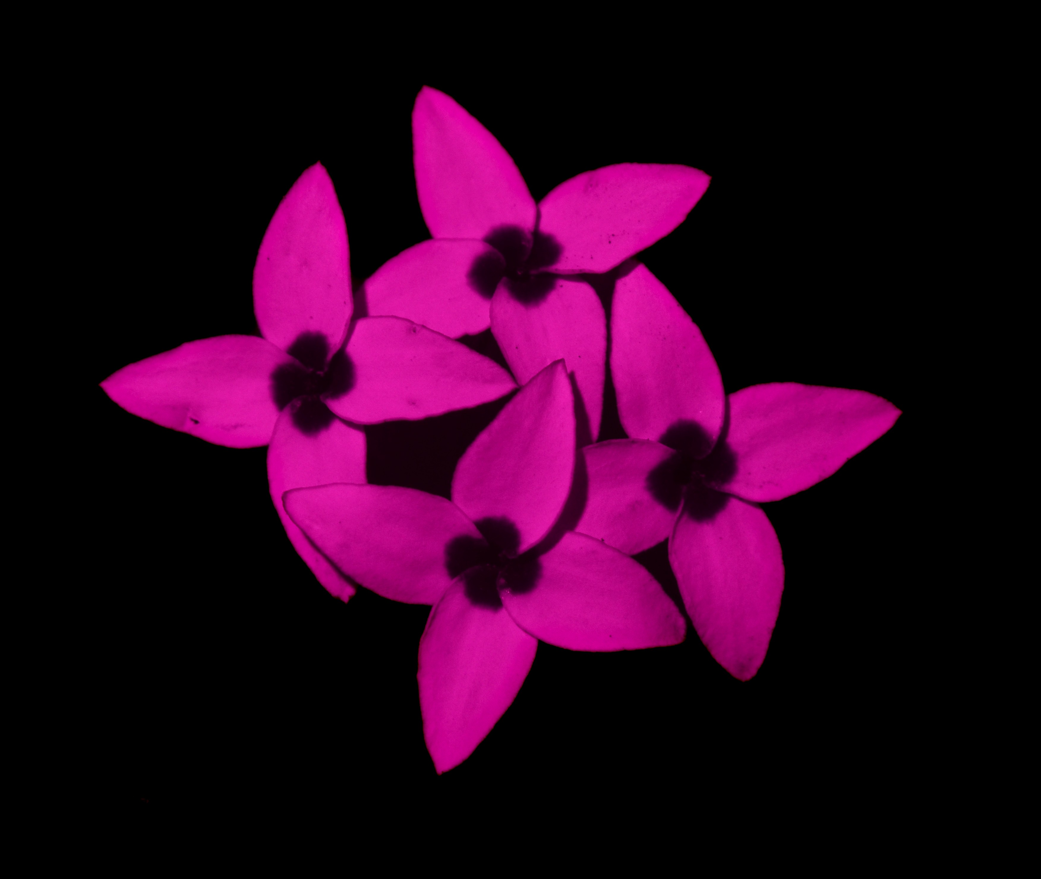 Ultraviolet photograph of *Erica fastigiata* flowers revealing strong UV reflectance