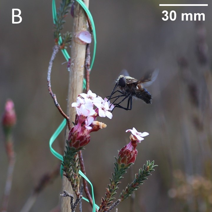 Nemestrinid fly foraging nectar from an  upwards flower of *Erica ampullacea*.