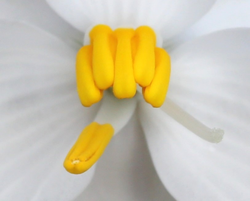 Photograph of poricidal *Cyanella alba* anthers
