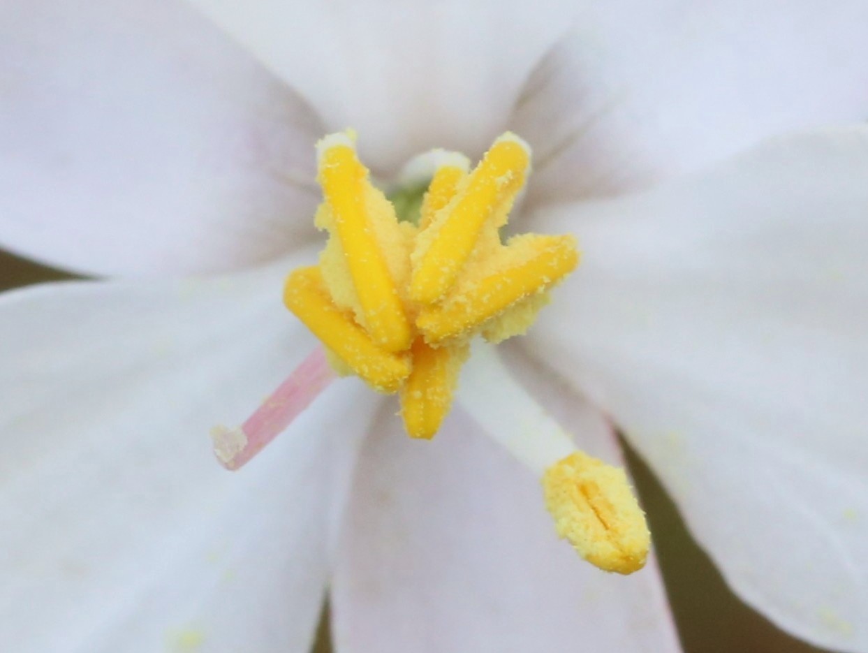 Photograph of laterally dehiscing *Cyanella alba* anthers