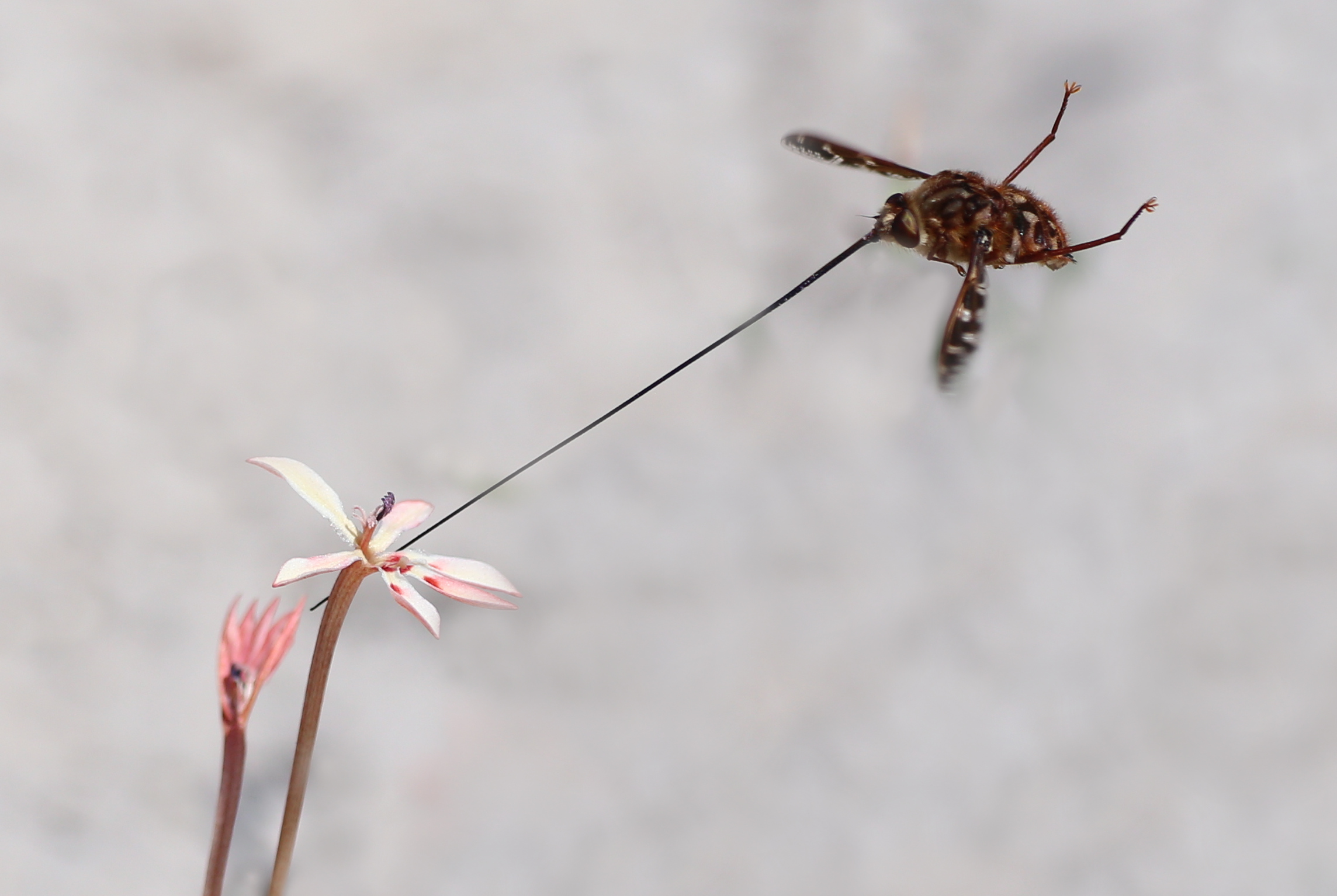 Photograph of a long-tongued fly visiting a *Lapeirousia anceps* flower