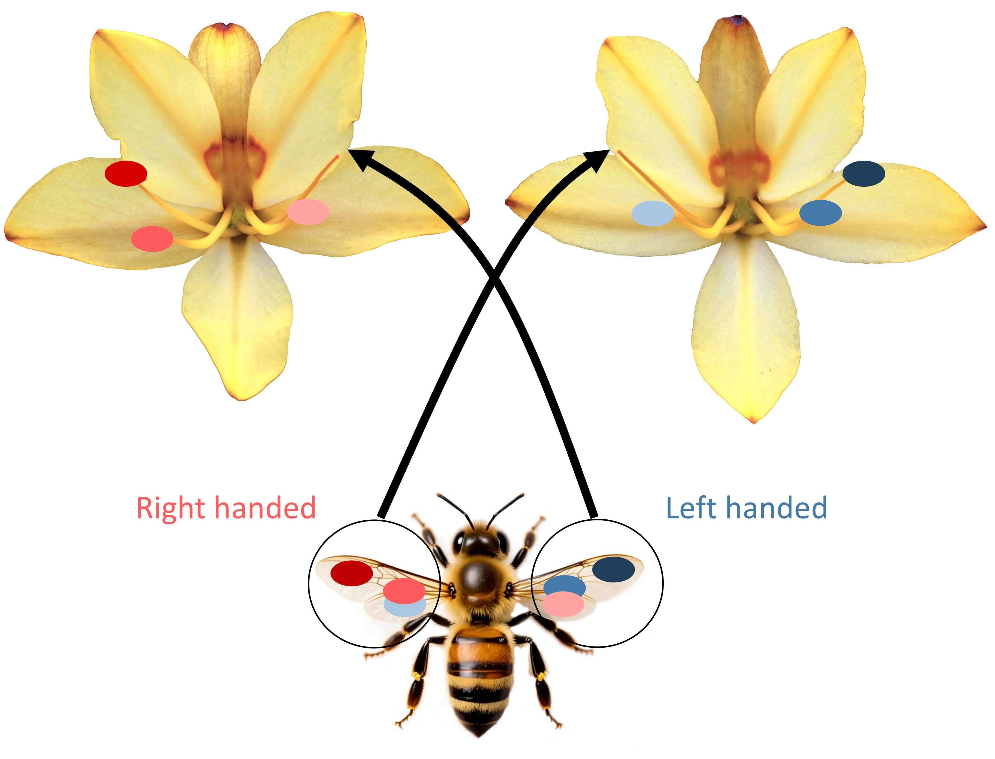Illustration of pollen transfer between left and right flowers