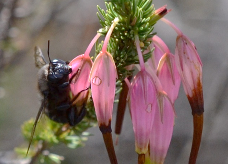 Carpenter bee piercing holes into the corollas of the non-sticky *Erica plukenetii* and drinking nectar