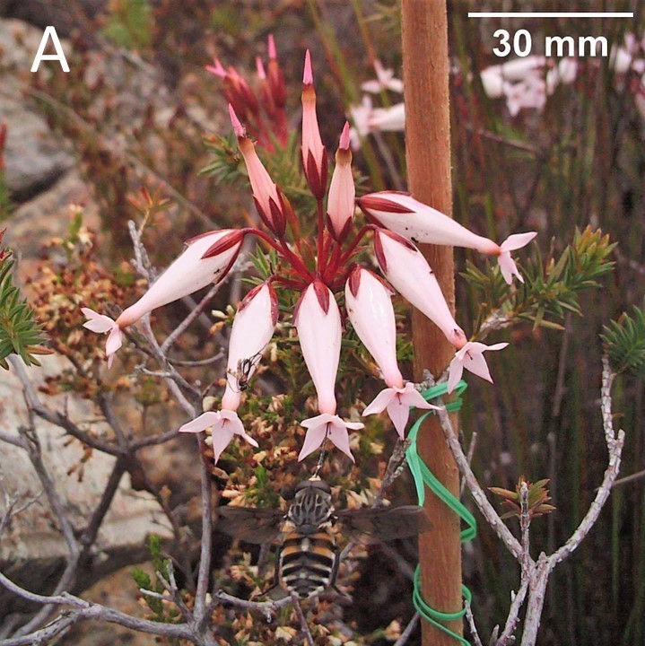 Tabanid fly foraging from a sideways flower of *Erica shannonea*.